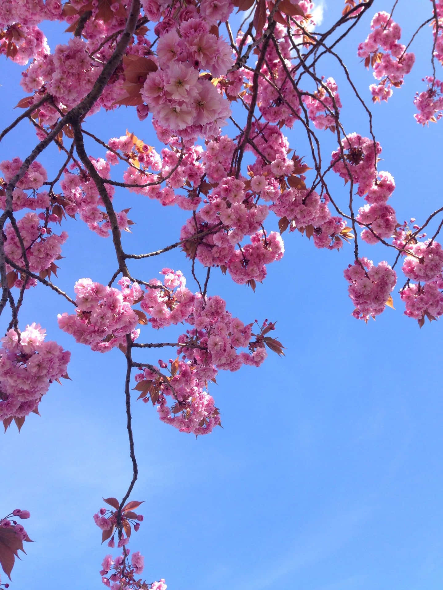 Einelebendige Blume, Die Vor Schönheit Leuchtet.