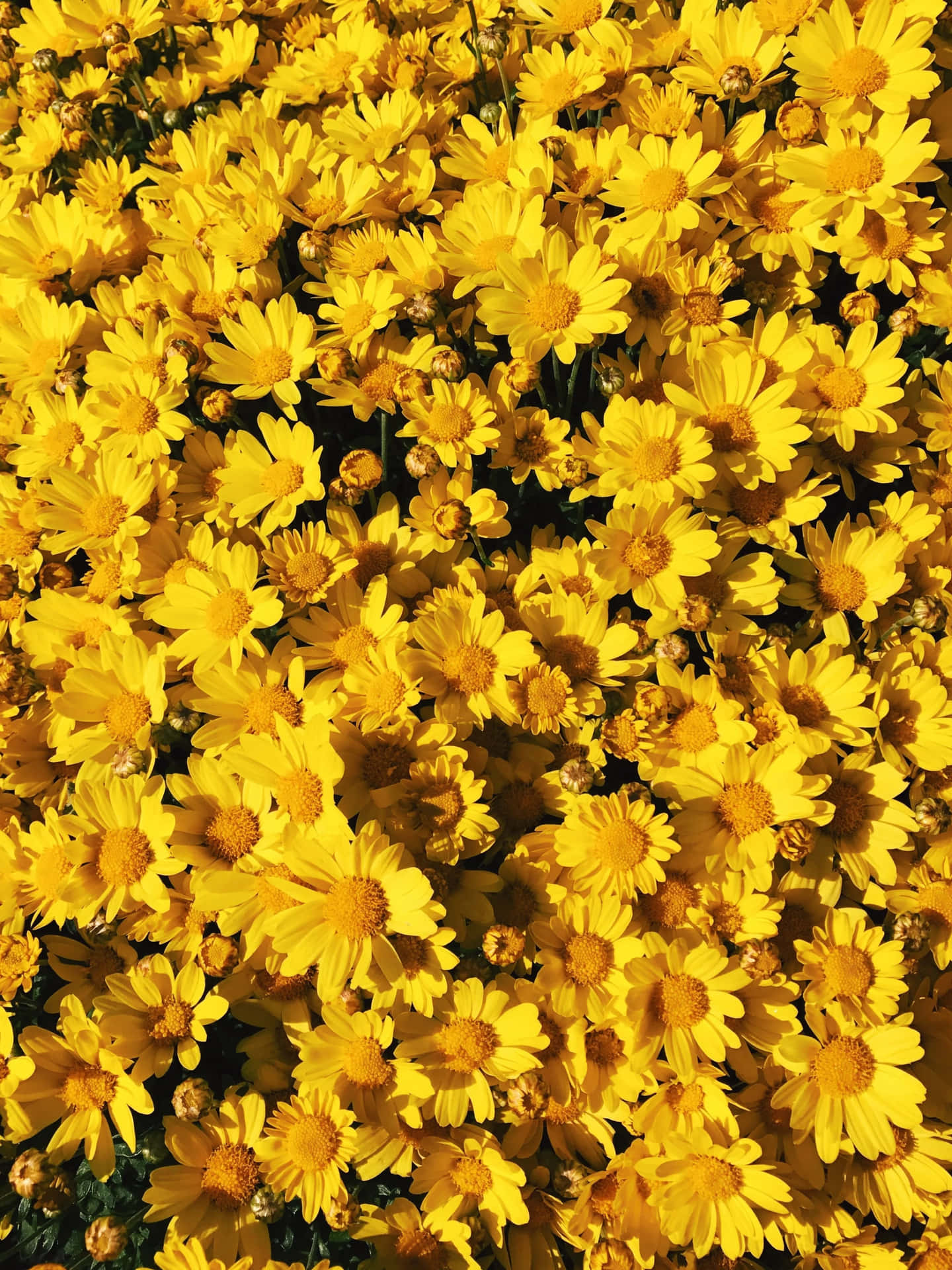 A field of vibrant yellow and white aesthetic flowers.