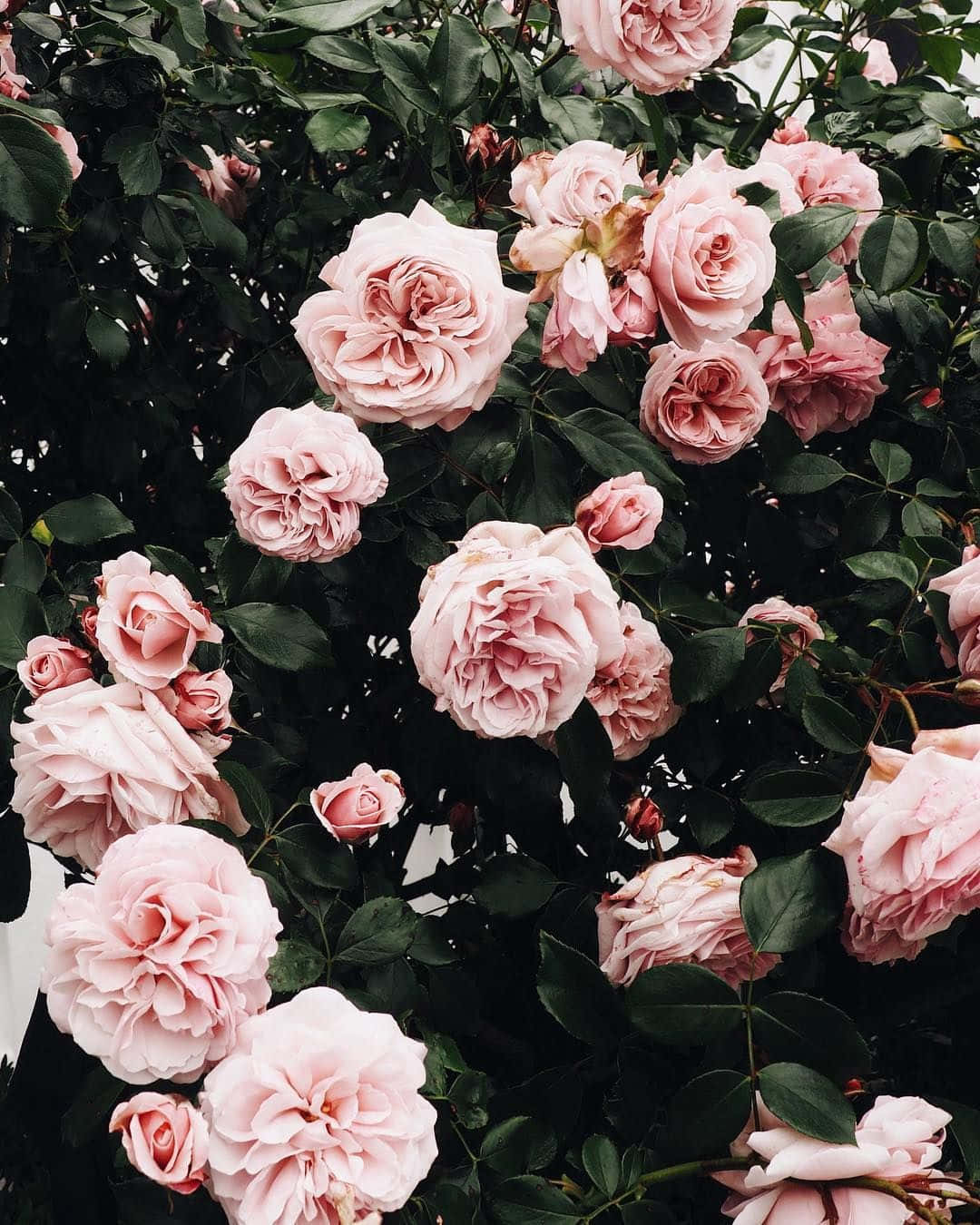 Rosarosen In Einem Garten