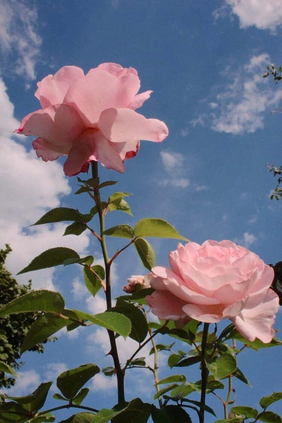Bildeine Ästhetische Rosa Blume
