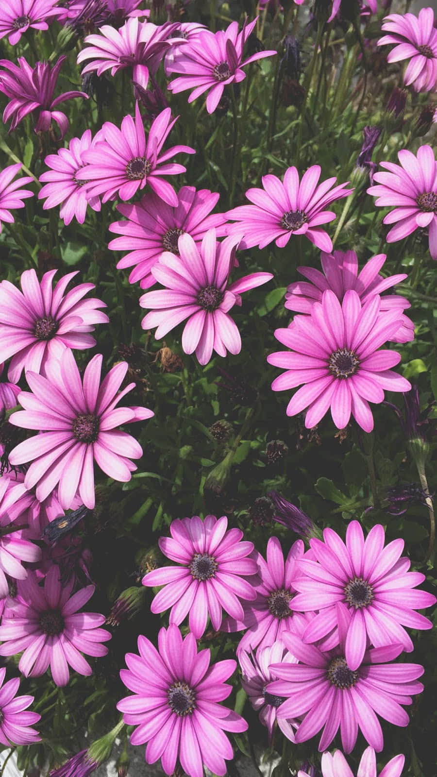 A Bunch Of Purple Flowers