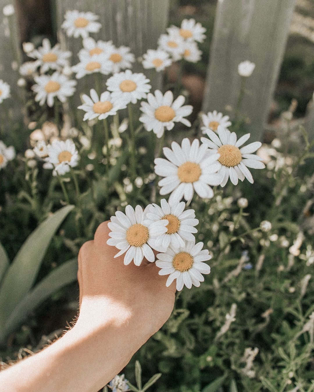 A Person's Hand Holding Daisies In A Garden