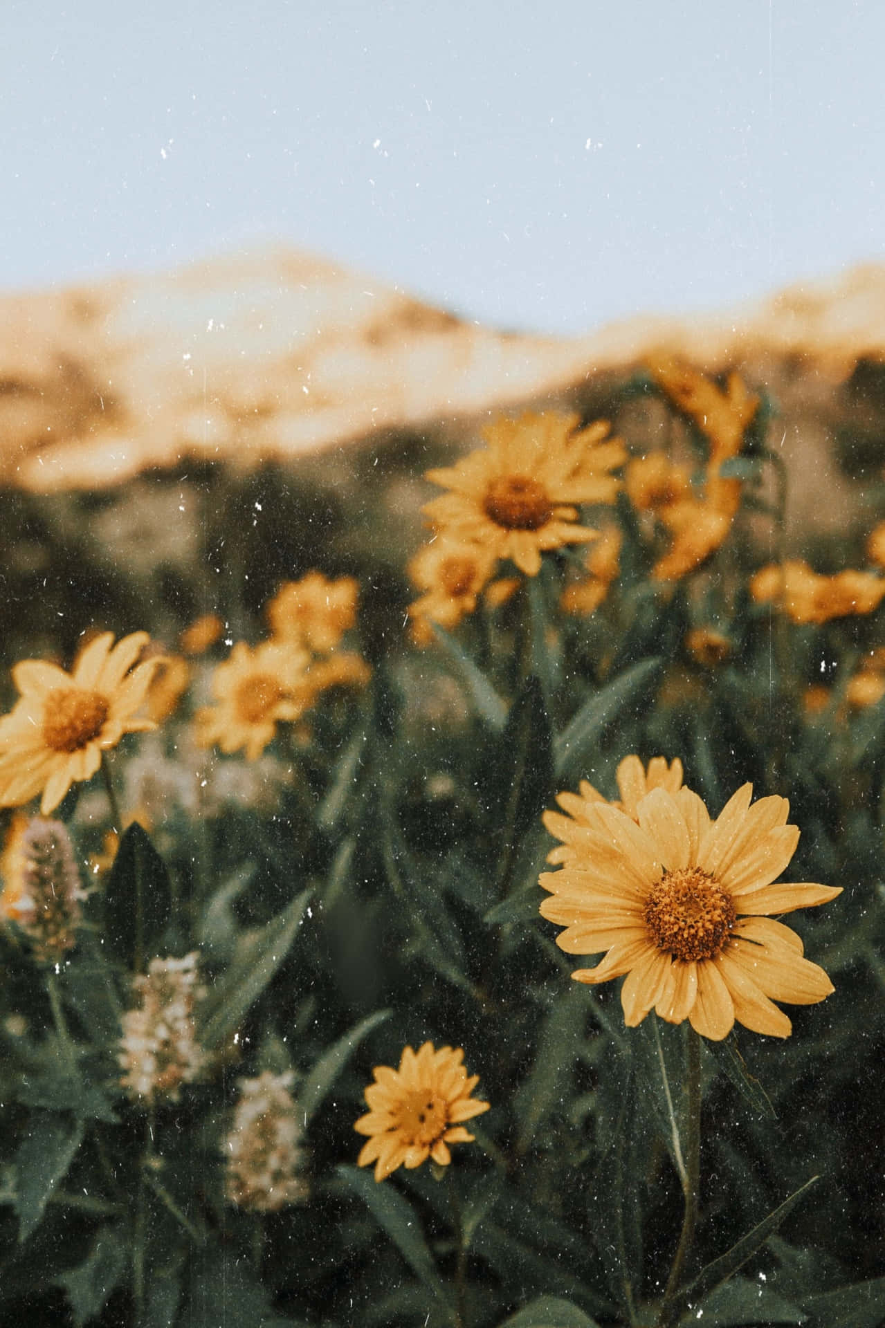 A Field Of Yellow Flowers