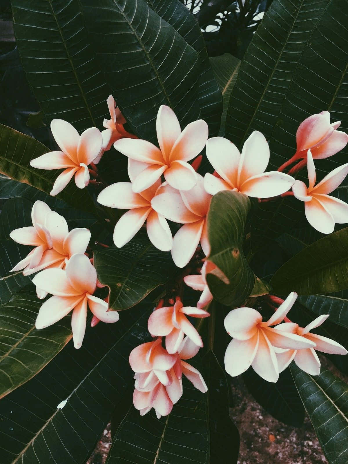 Enjoy The Natural Beauty of This Aesthetic Flower