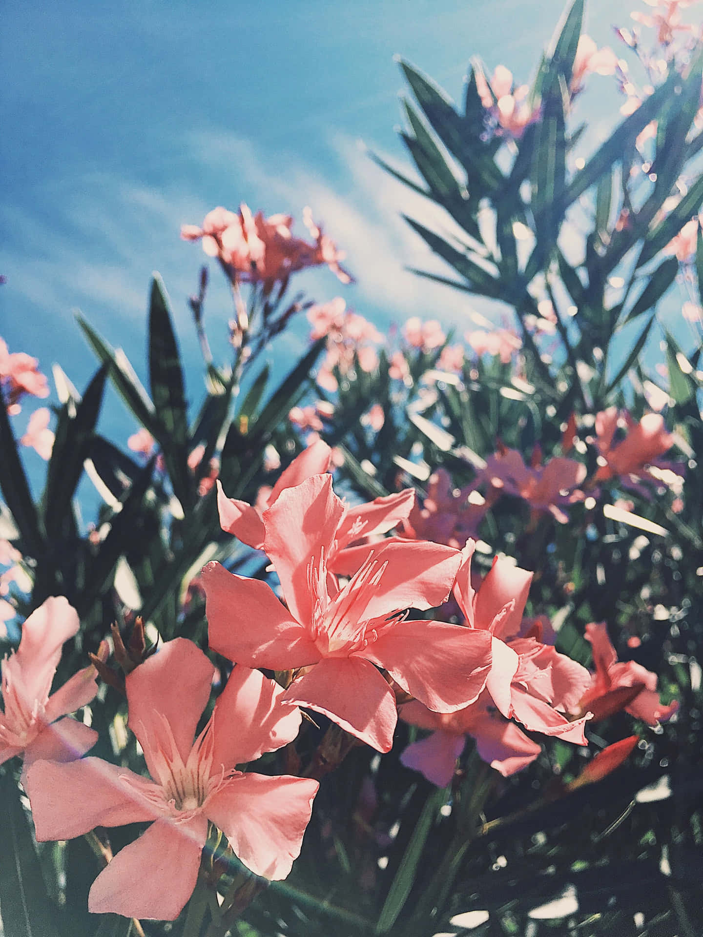 Pink Flowers In A Bush