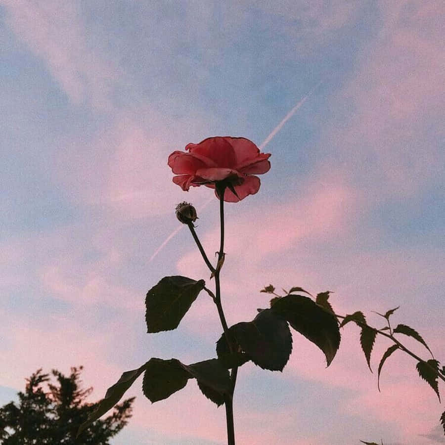 A Pink Rose Is Standing In Front Of A Pink Sky