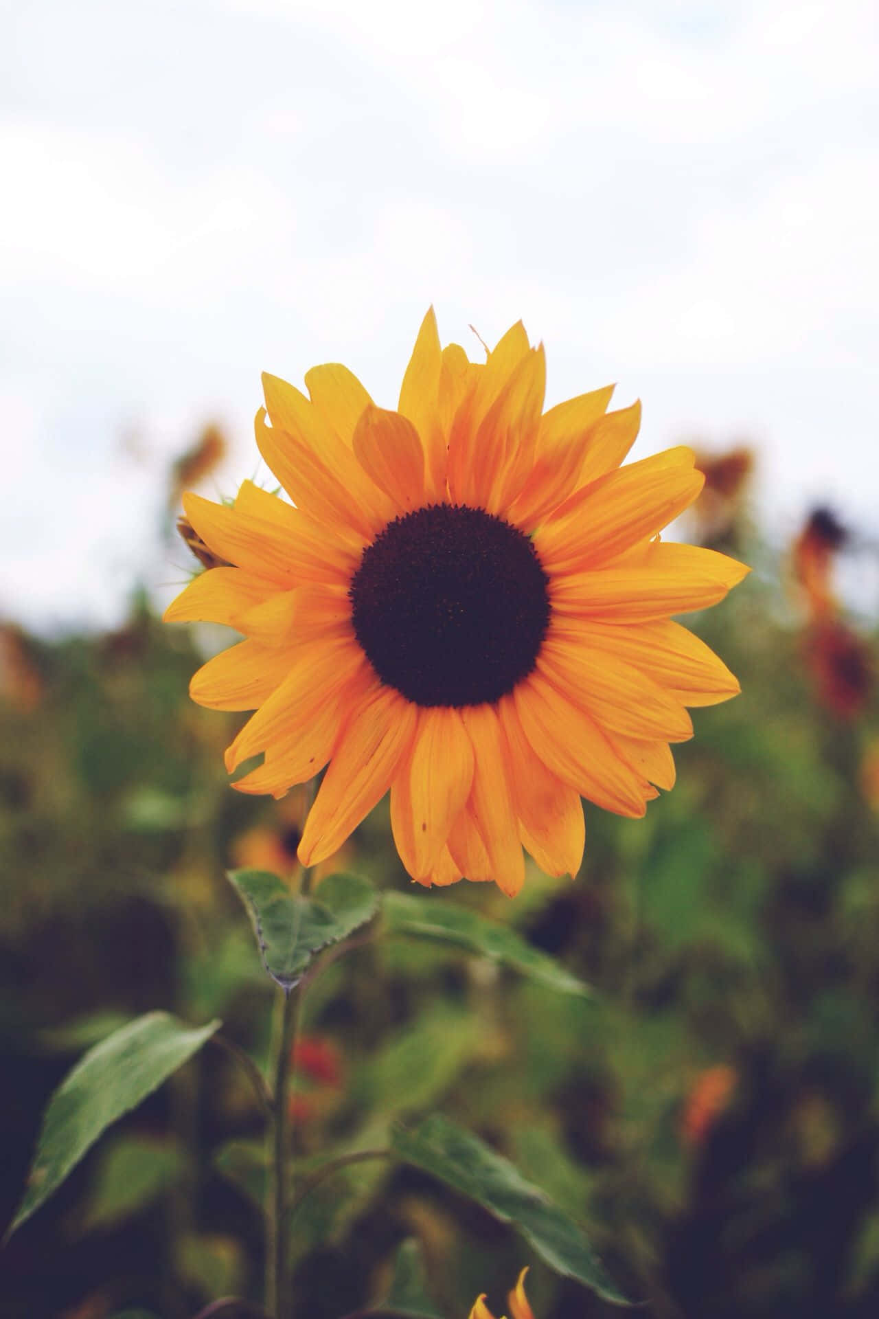 a sunflower in a field with a cloudy sky