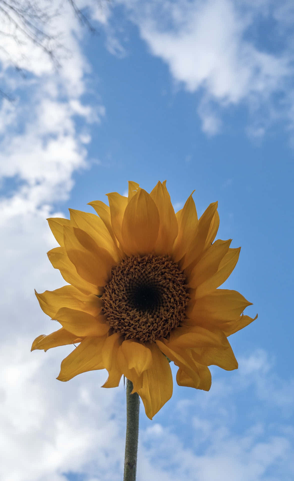 a sunflower in the middle of a blue sky