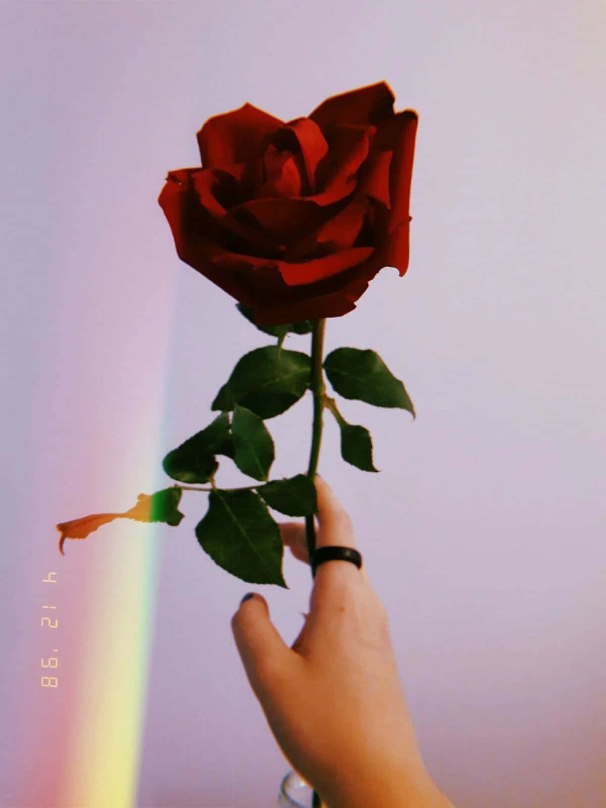 Eineperson Hält Eine Rote Rose Mit Einem Regenbogen Im Hintergrund.