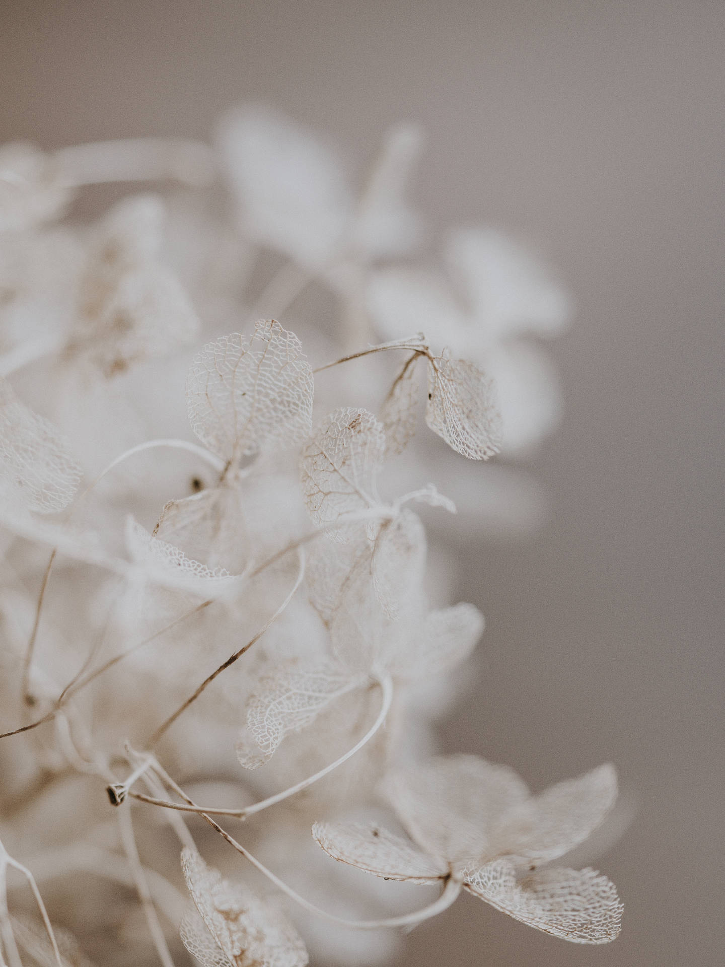 Aesthetic Flowers White Picture