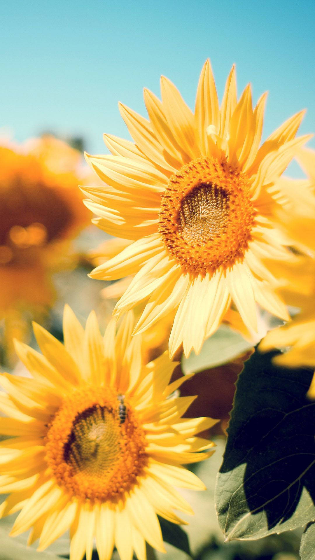 Aesthetic Focused Sunflower Iphone Wallpaper
