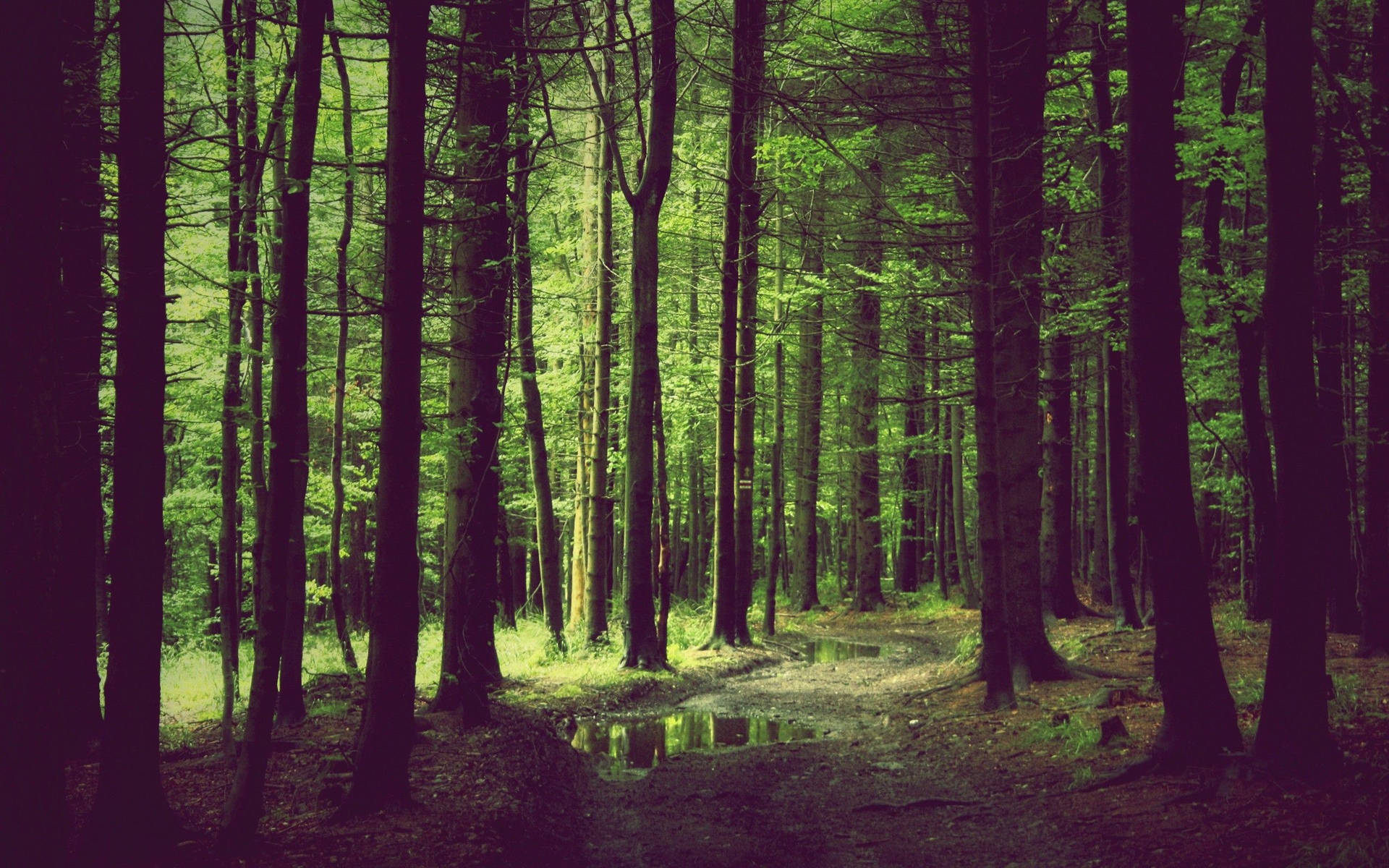 Aesthetic Forest Background Wallpaper