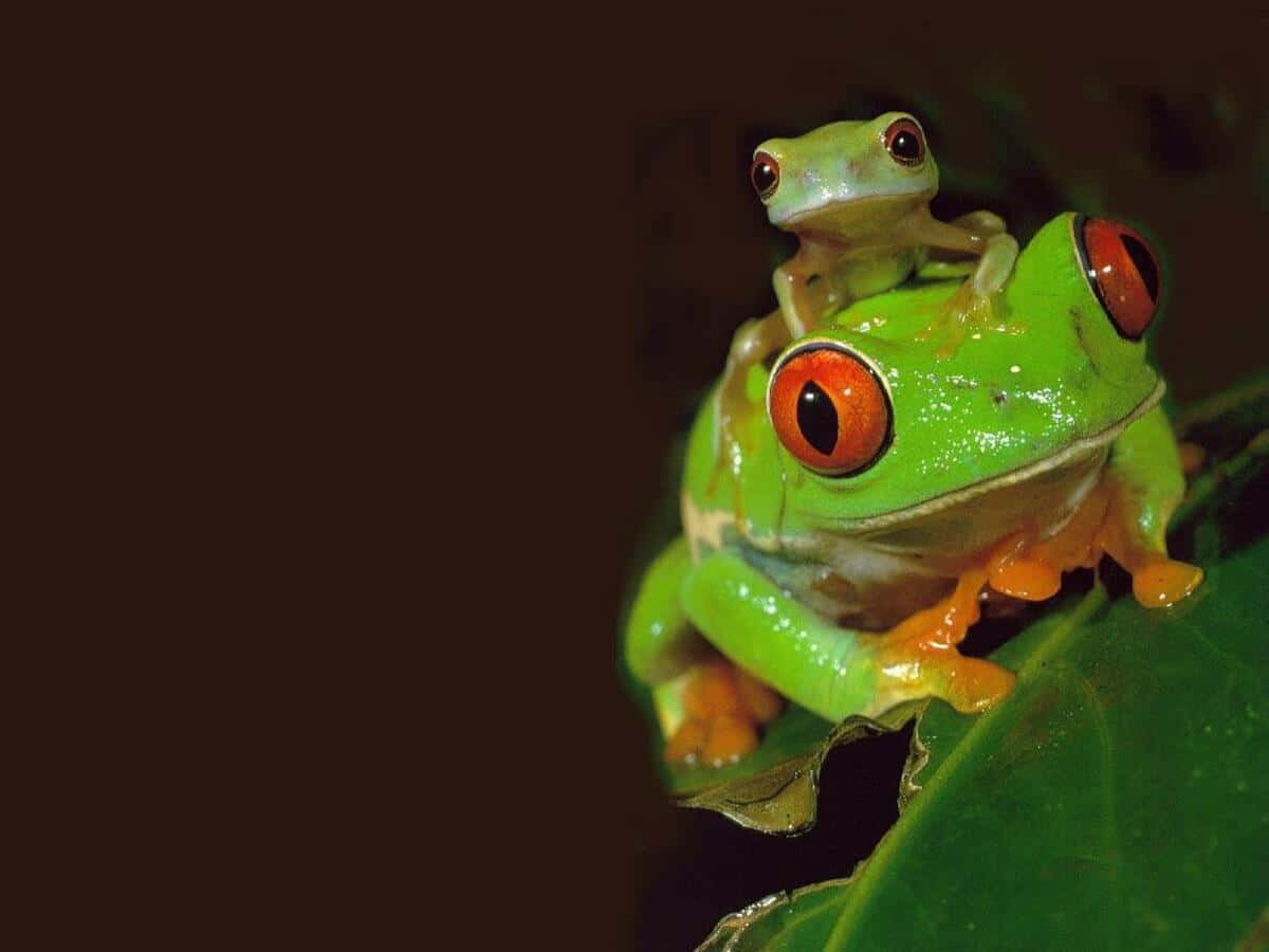 Aesthetic Close-up of a Vibrant Tree Frog Wallpaper