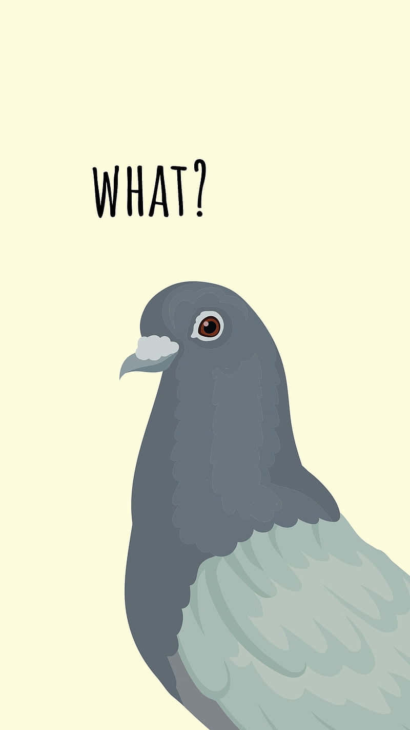 A Pigeon With The Words What? Wallpaper