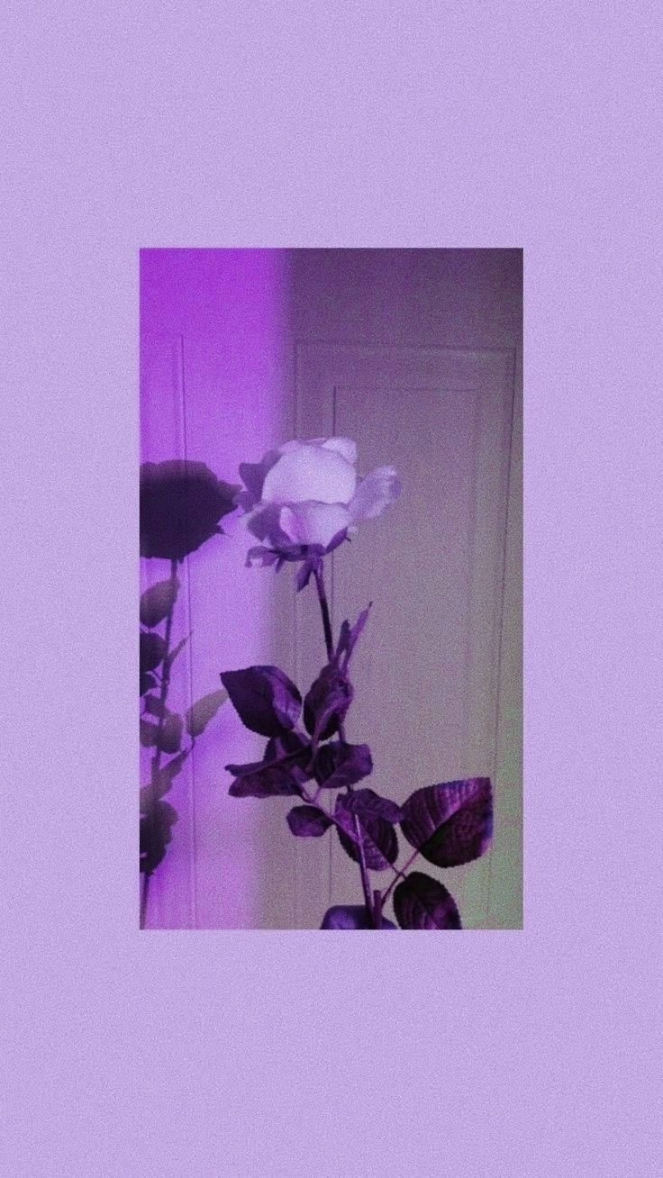 Aesthetic Grainy Purple Rose Wallpaper