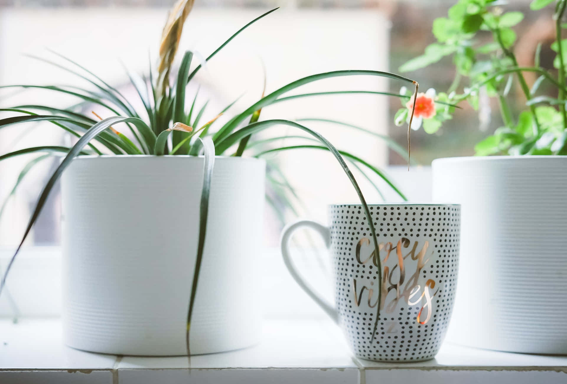 Ästhetischergrüner Hintergrund Mit Zimmerpflanzen Und Einer Tasse