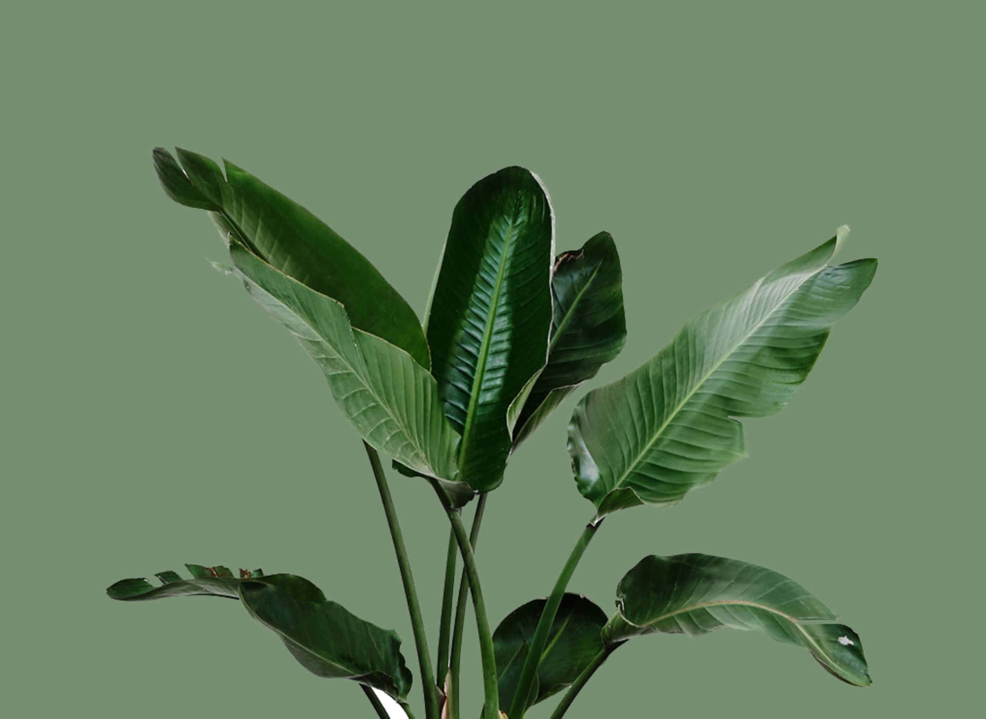 Lebendigeästhetische Grüne Hintergrund Mit Üppigen Zimmerpflanzenblättern.