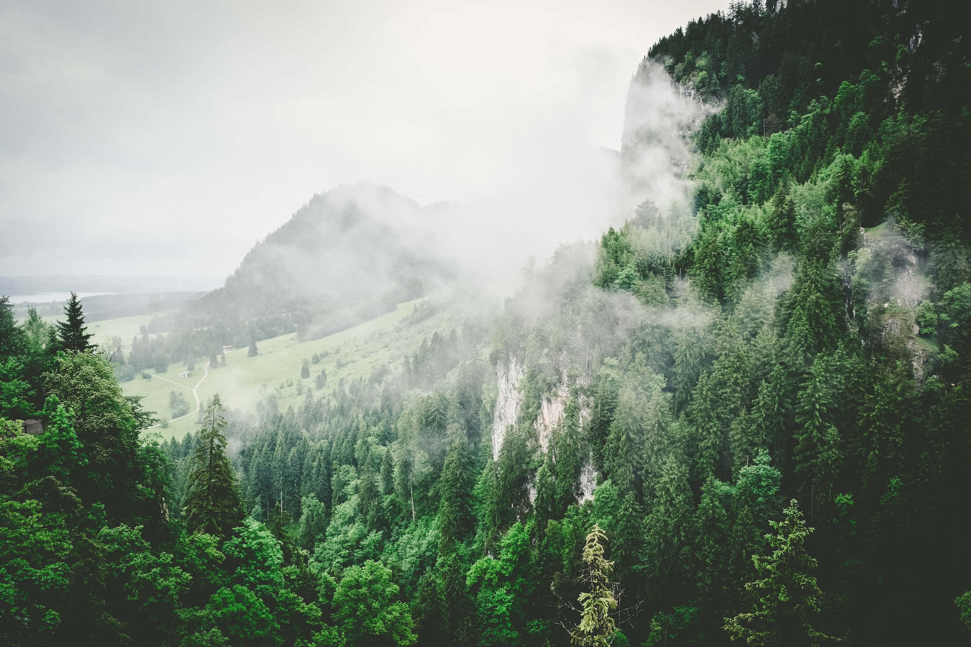 Ästhetischergrüner Hintergrund Eines Nebeligen Bergwaldes