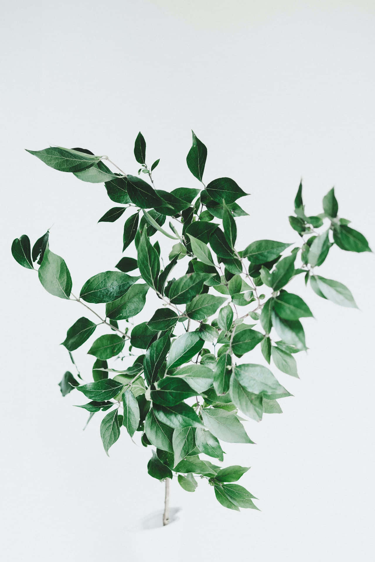 Aesthetic Green Background Of Plant Leaves Background