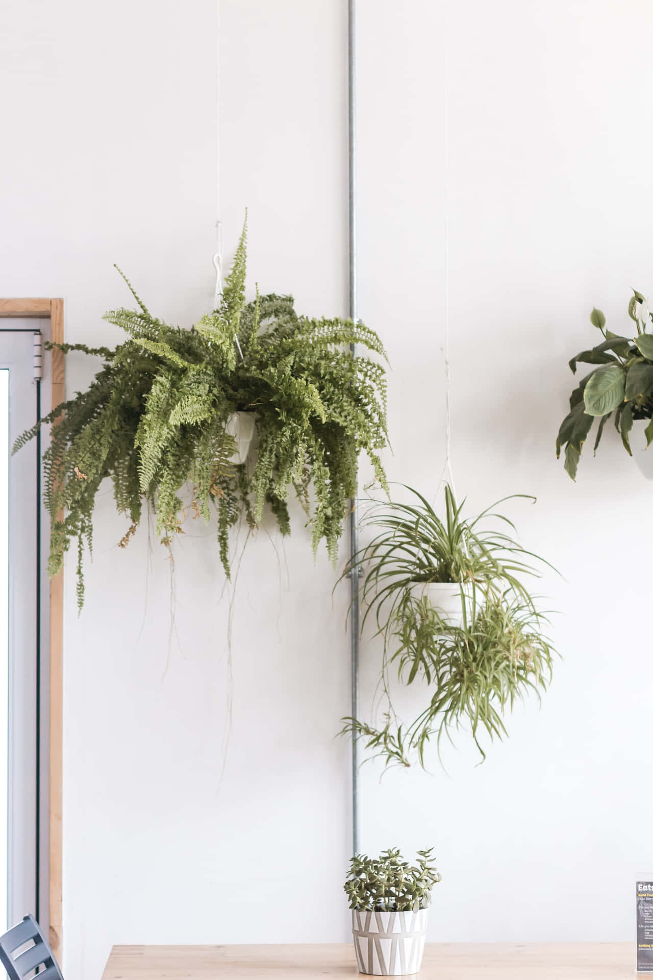 Aesthetic Green Background Of Hanging Plants