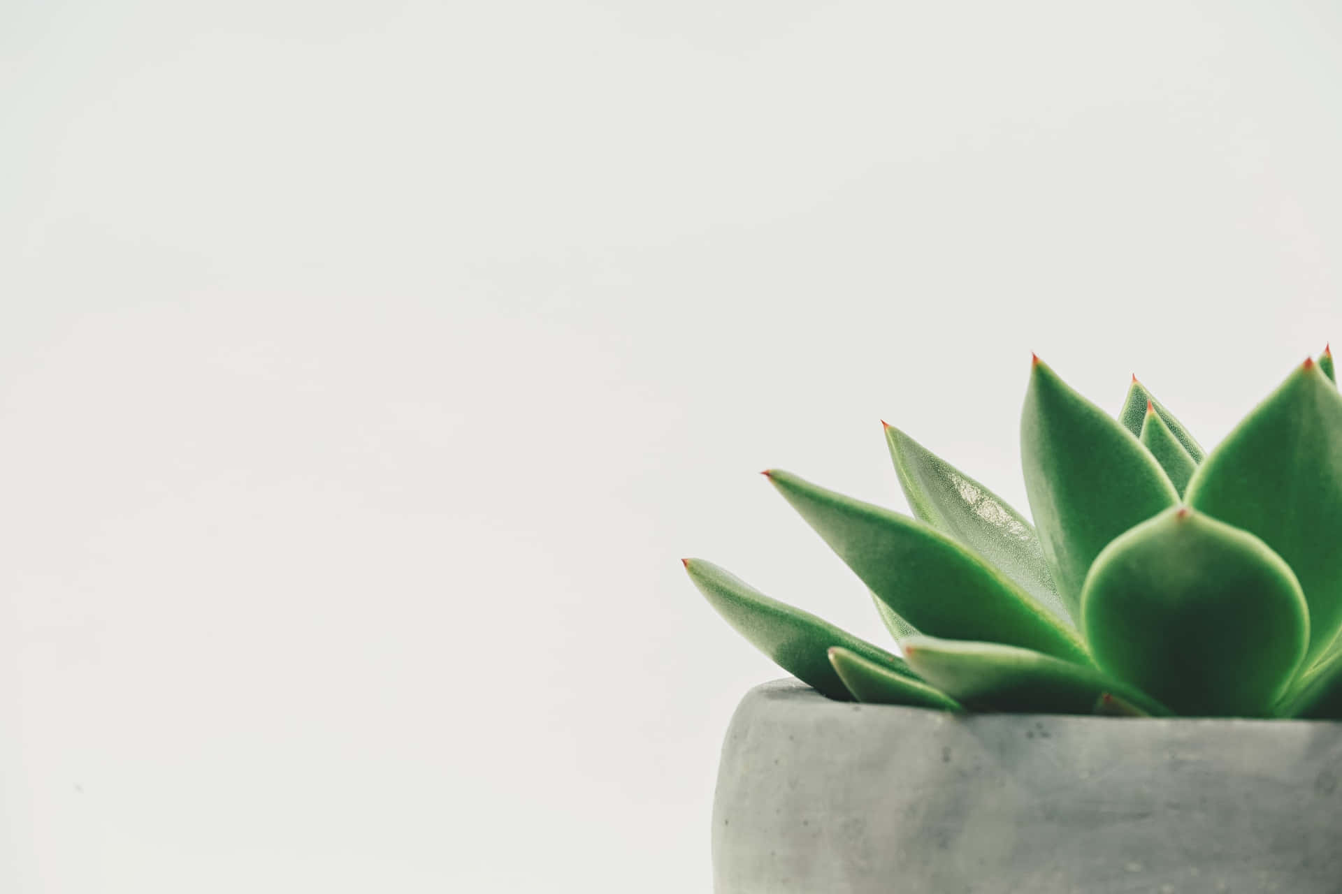 Succulent Plant Aesthetic Green Background