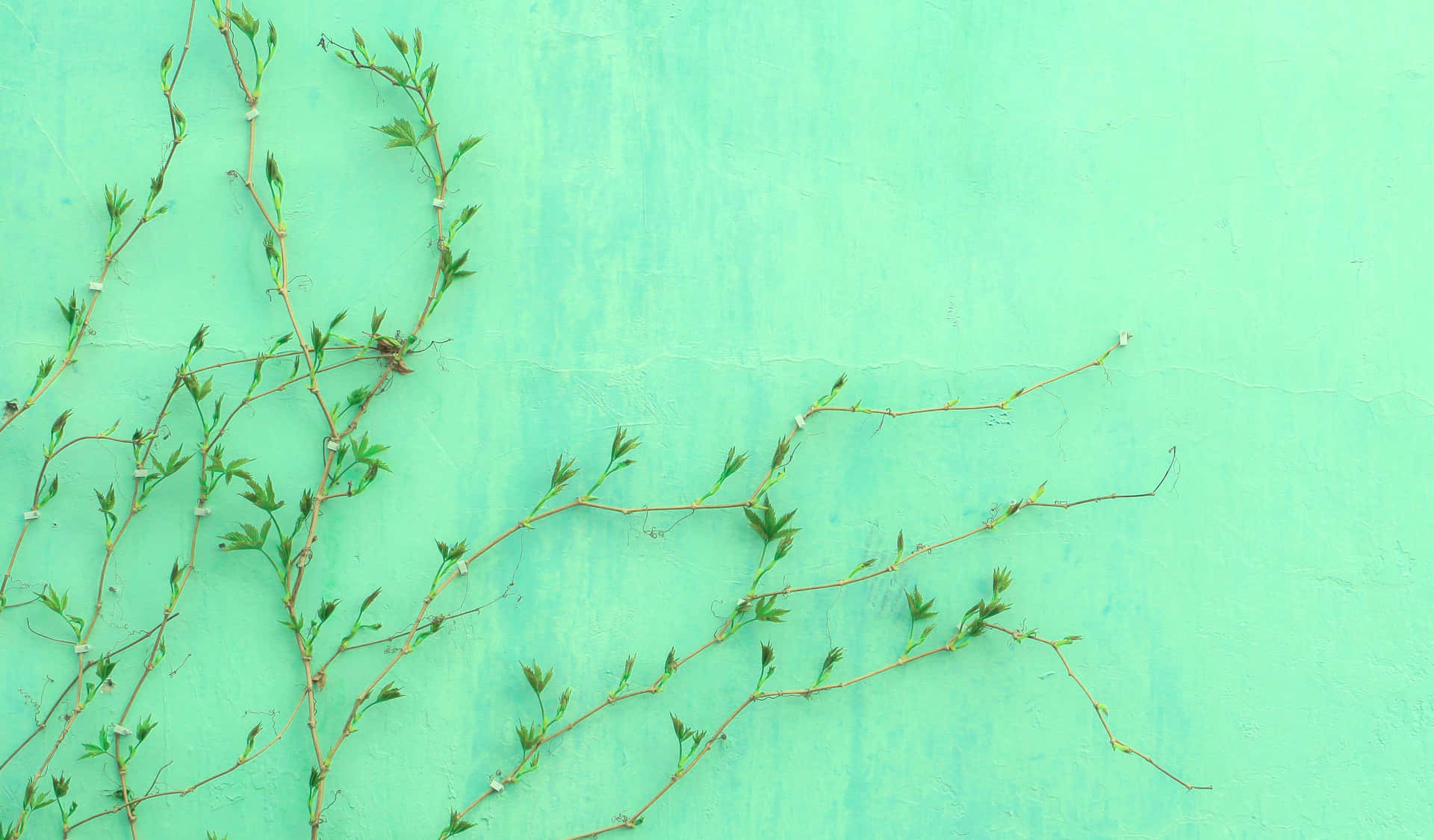 Pastel Aesthetic Green Vine Plant Pictures 4993 x 2926 Picture