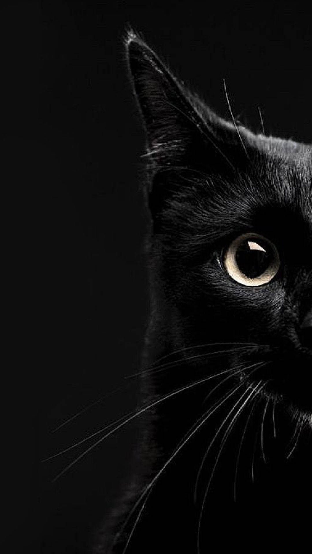 Aesthetic Half Shot Black Cat Iphone Wallpaper