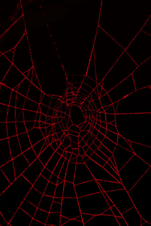 Aesthetic Halloween Background Red Spiderweb Background