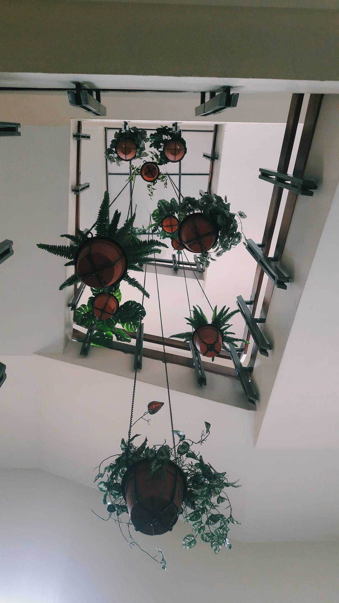 Aesthetic wallpaper of potted green plants hanging on the ceiling.  