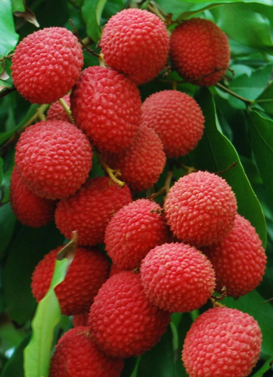 Estéticade Frutas Rojas De Lichis Colgantes. Fondo de pantalla