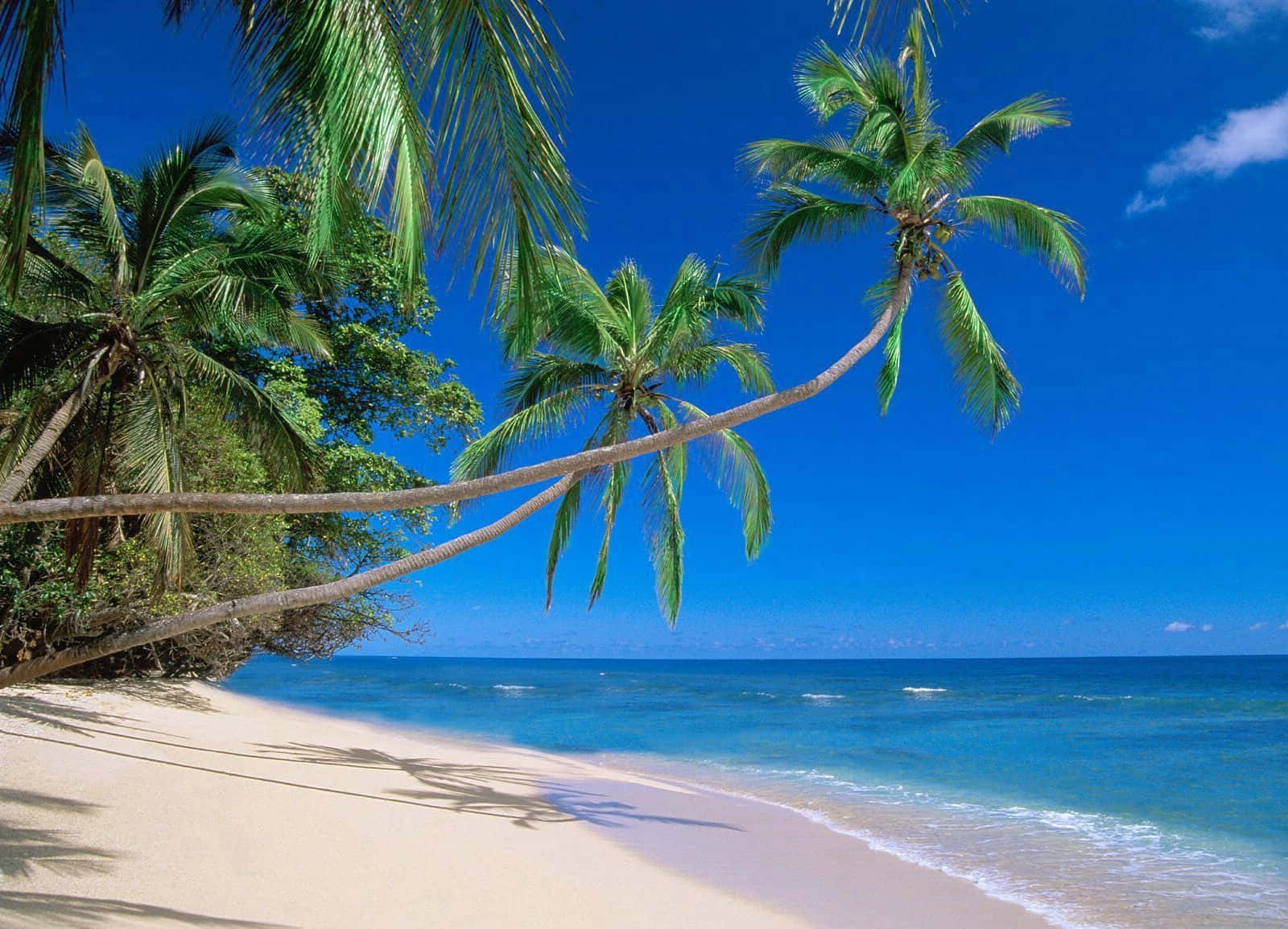 A Sandy Beach With Palm Trees And Blue Water Wallpaper