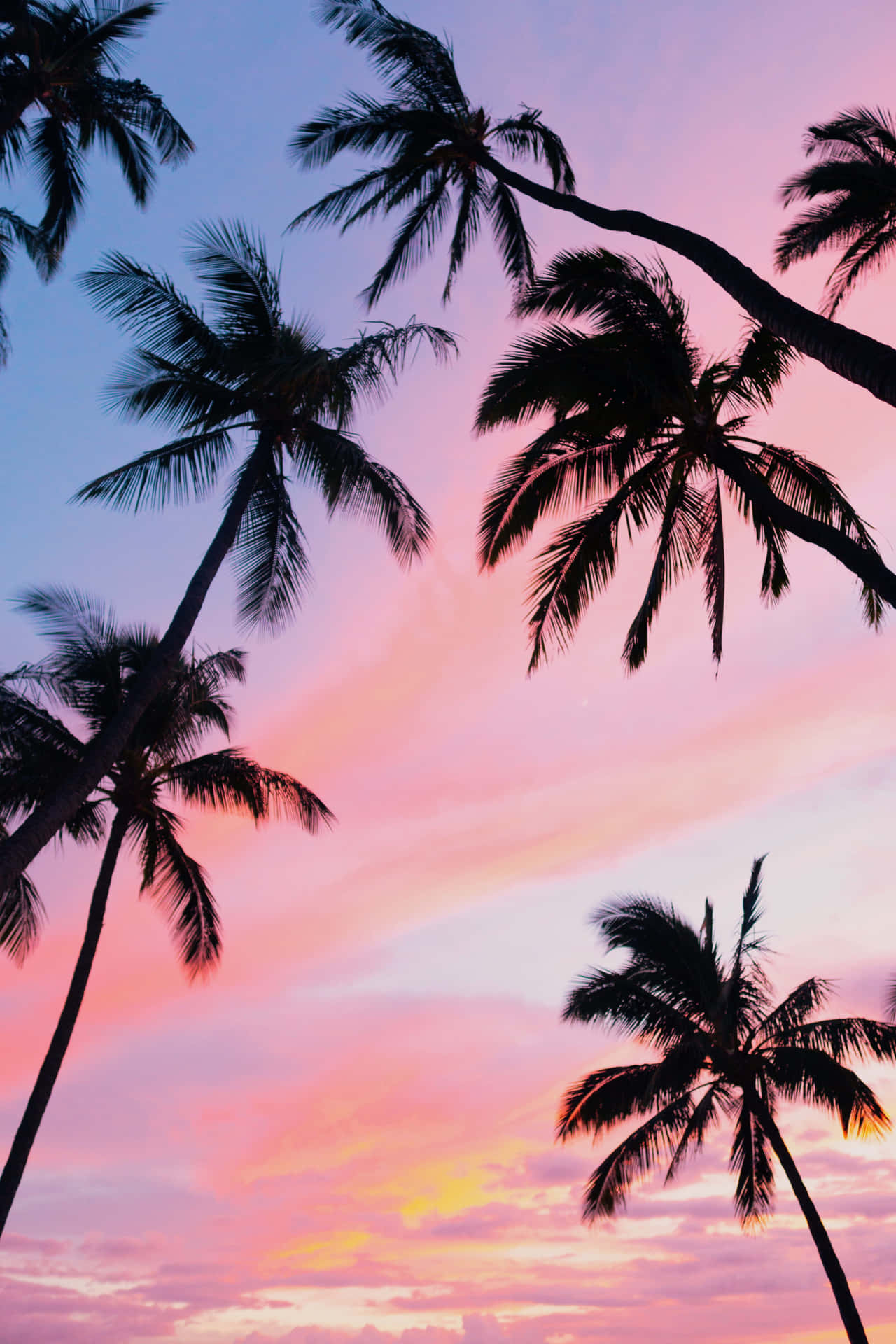 Aesthetic Palm Trees Hawaii Wallpaper