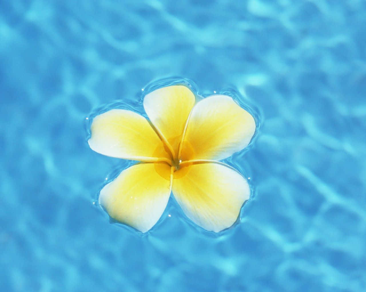 Flower In Pool Hawaii Aesthetic. Wallpaper