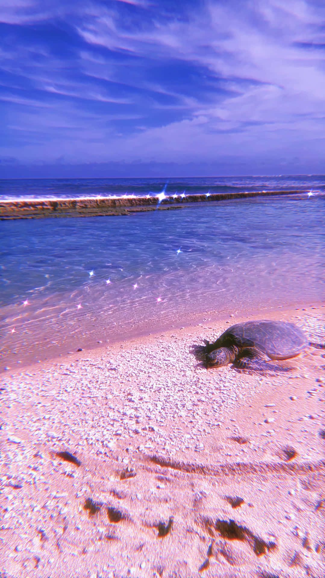 Estéticade Tortuga En La Playa De Hawái. Fondo de pantalla