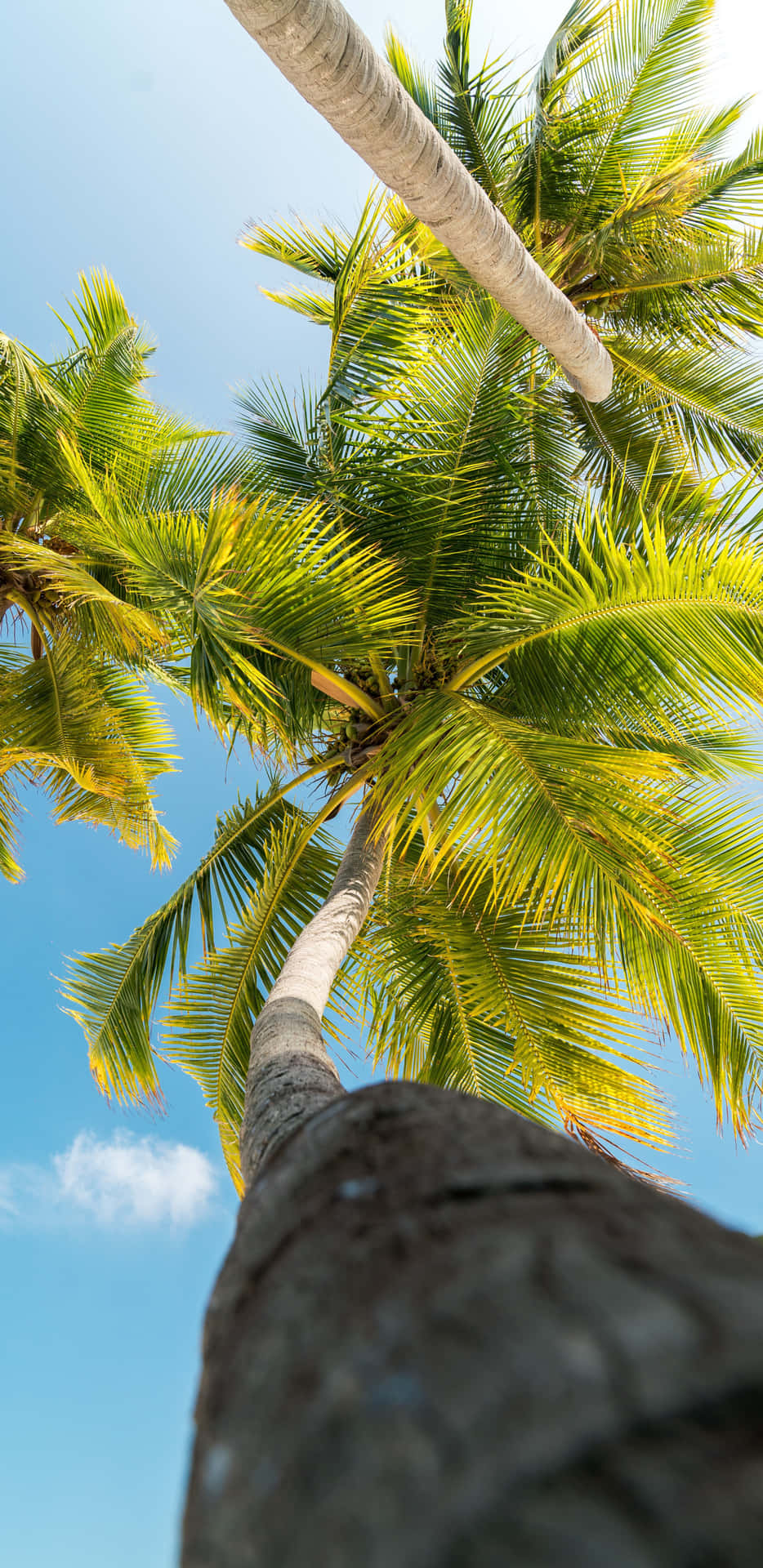 Hawaii Aesthetic Blue Sky Palm Tree Wallpaper