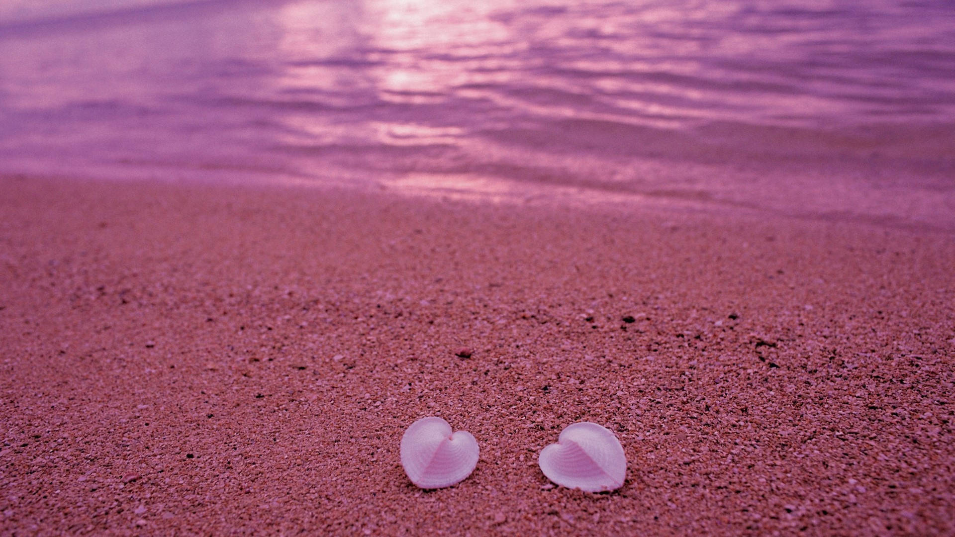 Aesthetic Heart Shells At The Beach