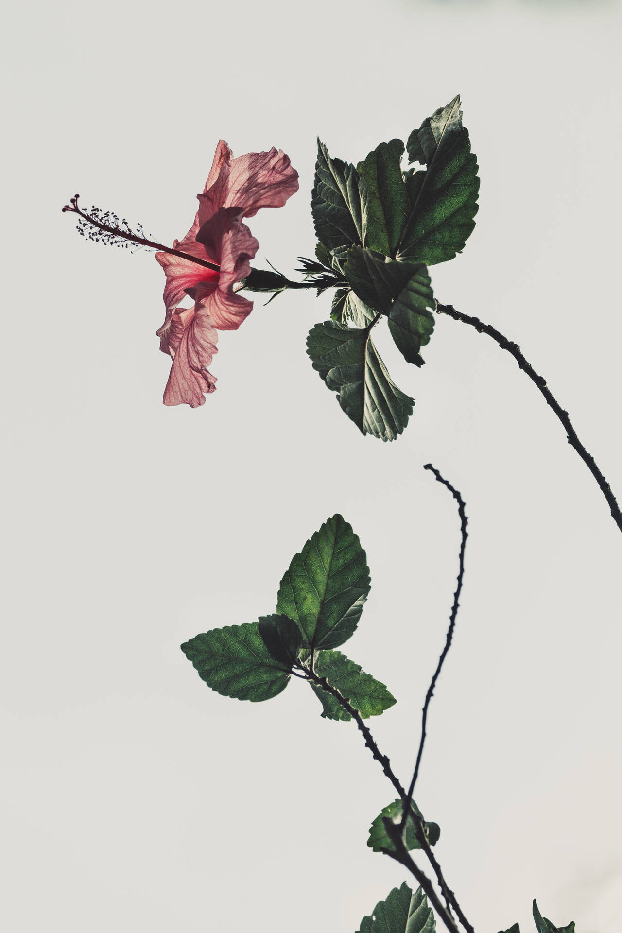 Aesthetic Hibiscus Rosa-sinensis Background
