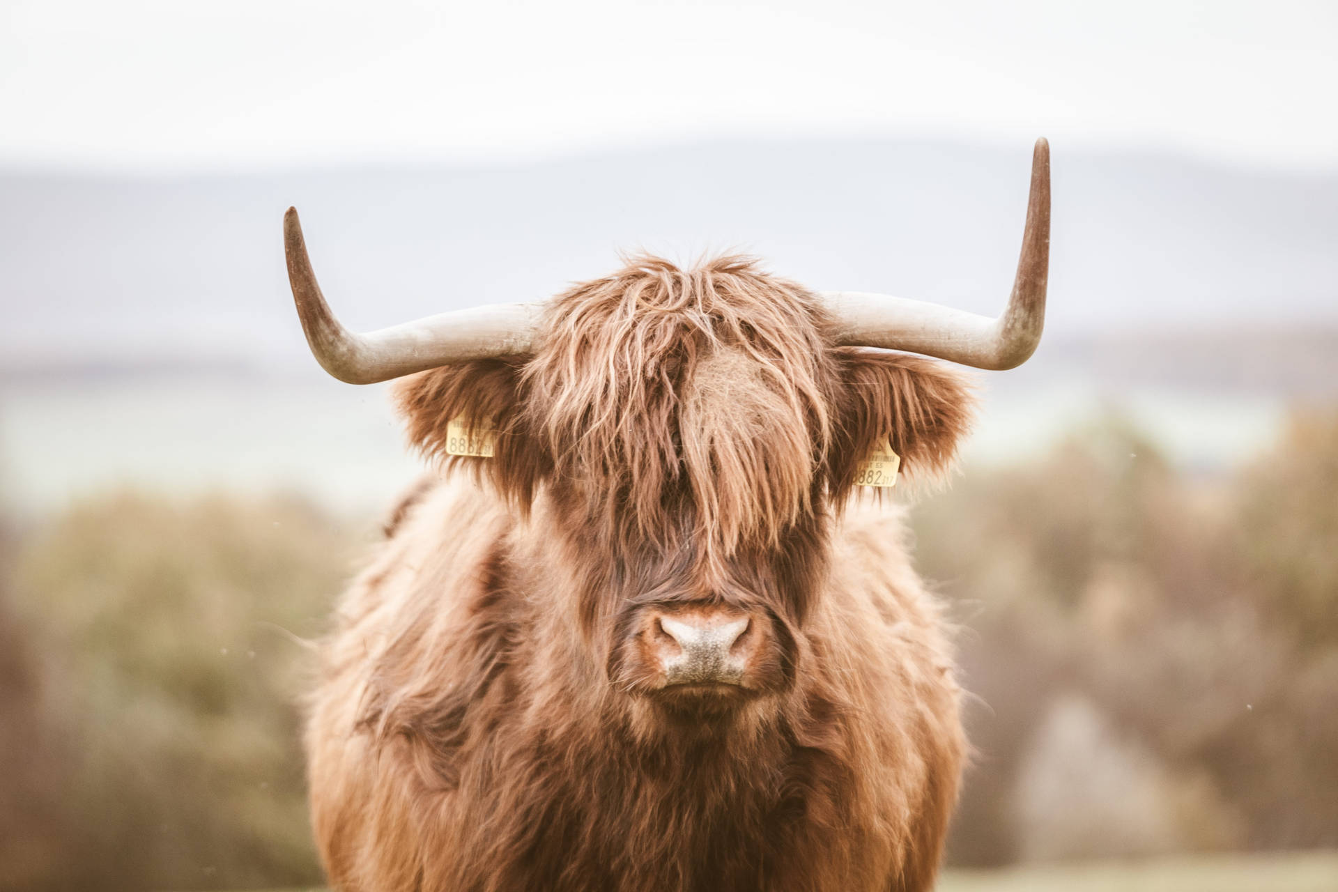 Aesthetic Highland Ox Wallpaper