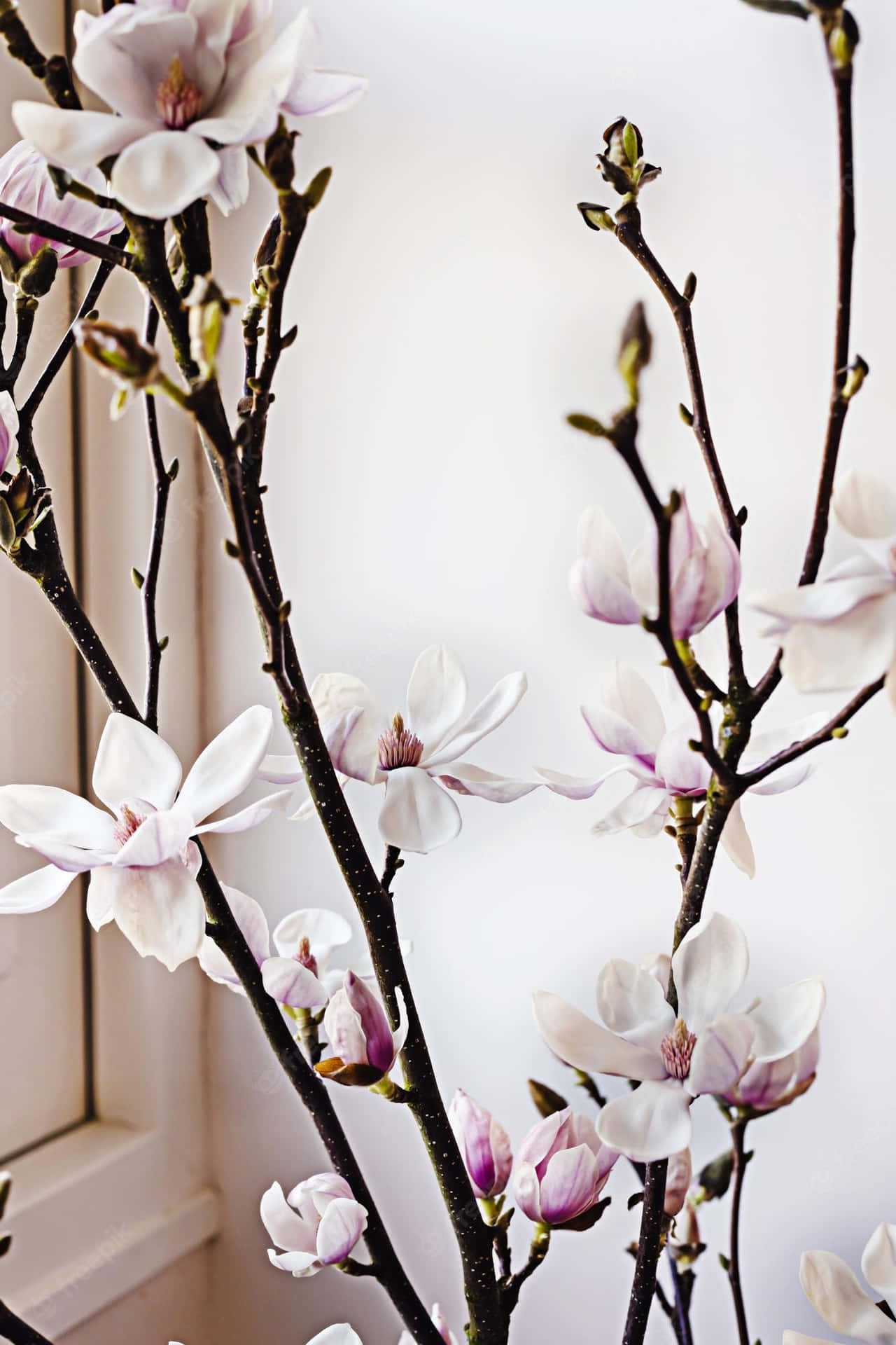 Aesthetic Indoor Yulan Magnolia Flower Plant Wallpaper