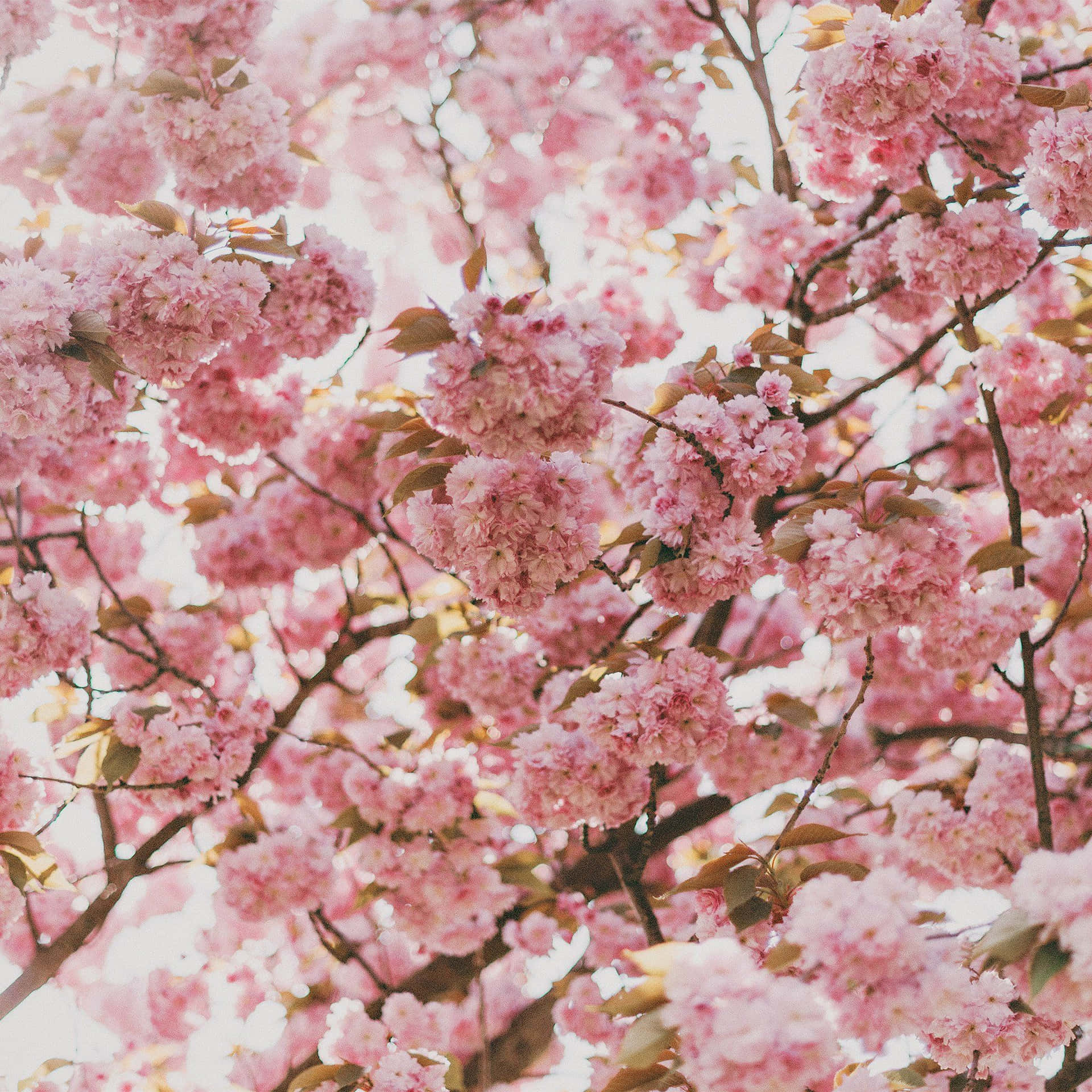 Rosakirschblüten An Einem Baum