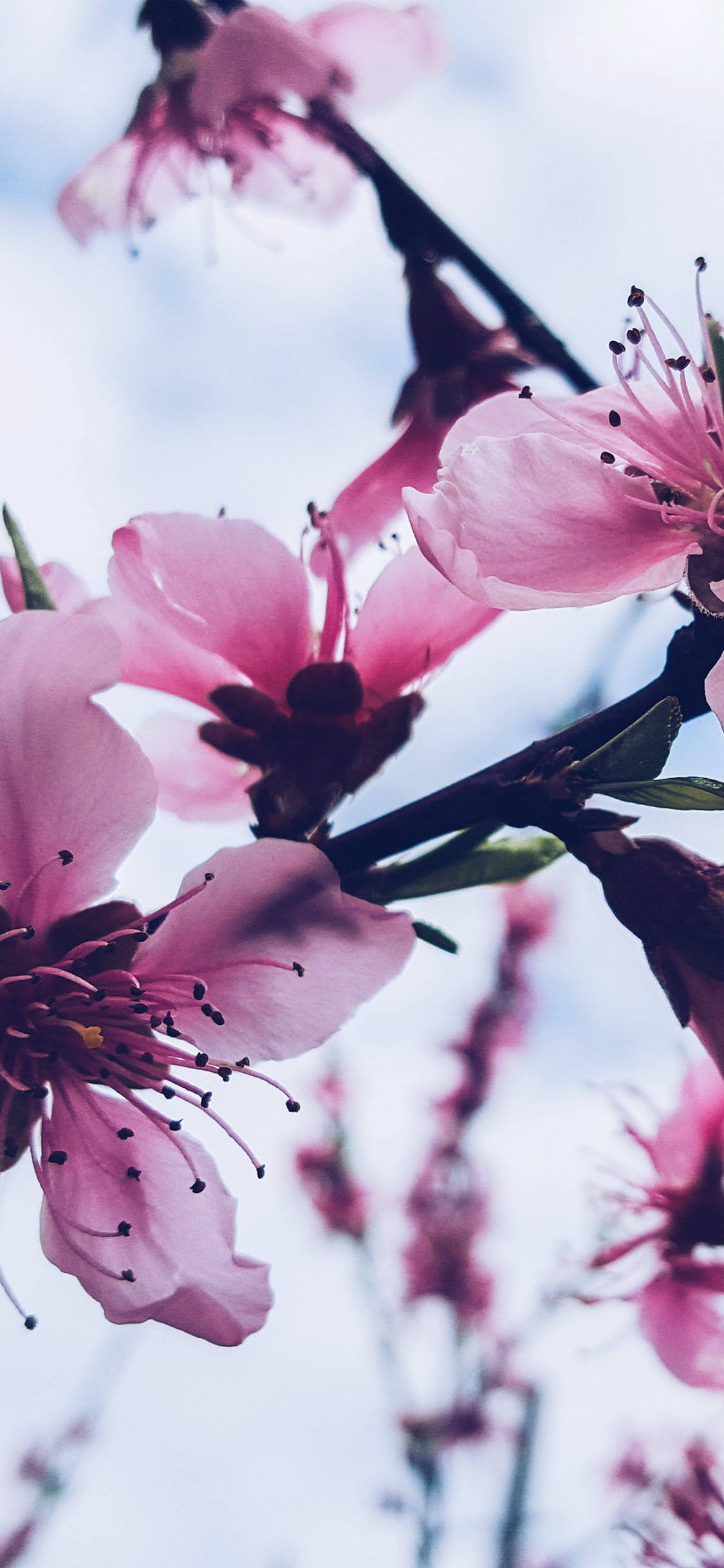 Estéticade Iphone X Con Cerezos En Flor. Fondo de pantalla