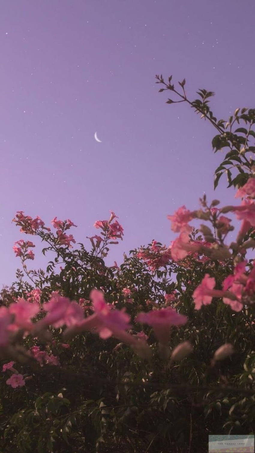 Ästhetischesiphone X Hintergrundbild: Rosa Blumen Am Himmel Wallpaper