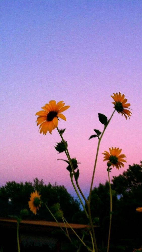 Aesthetic iPhone X Sunflower Sunset Wallpaper