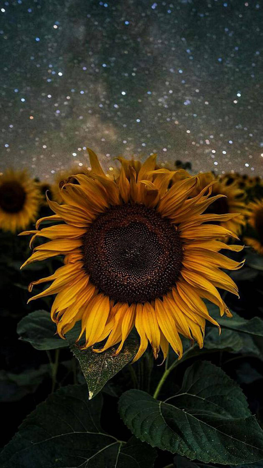 Aesthetic Sunflower Star Night Iphone Xr Wallpaper