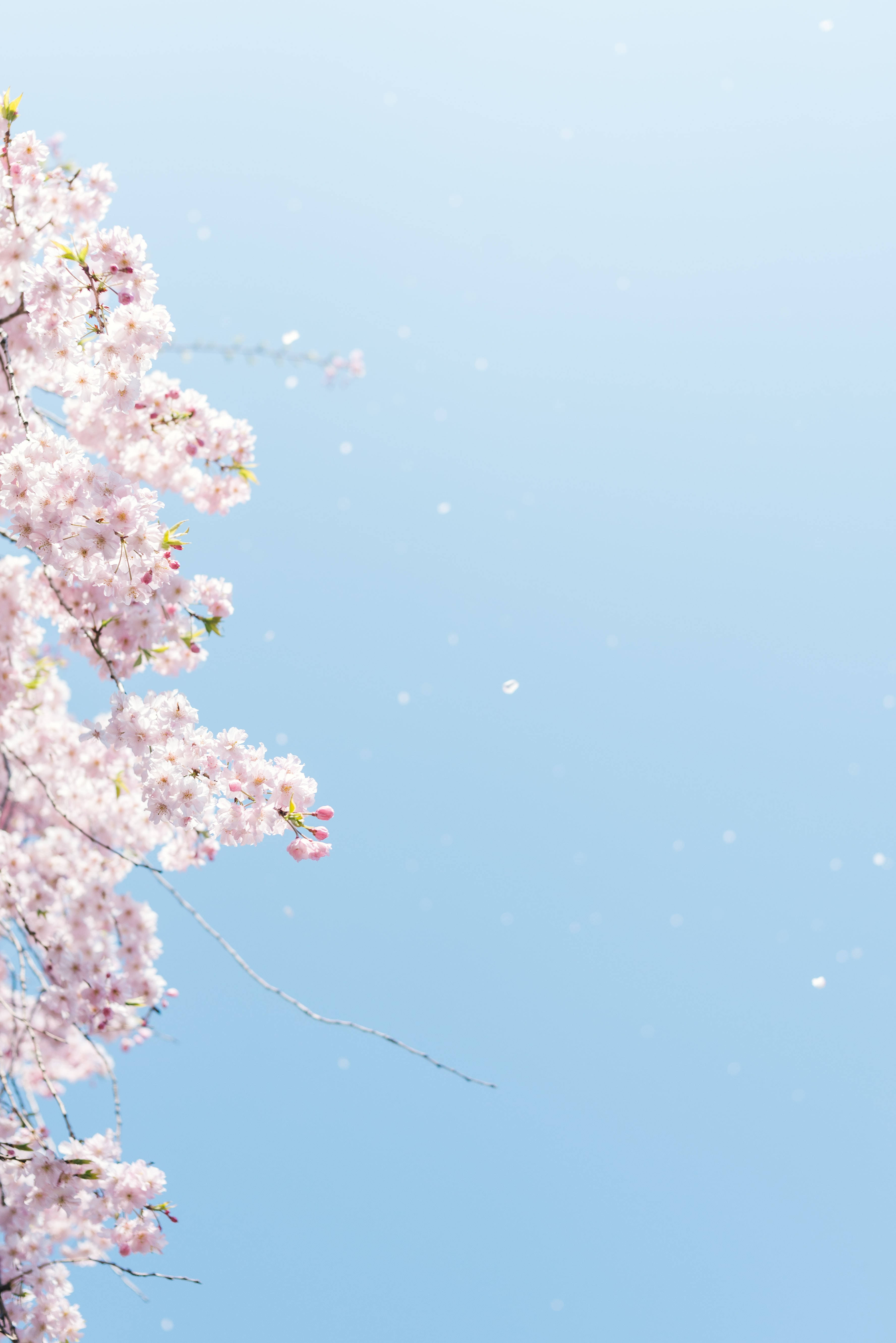 Aesthetic Japanese Hd Cherry Blossoms Wallpaper
