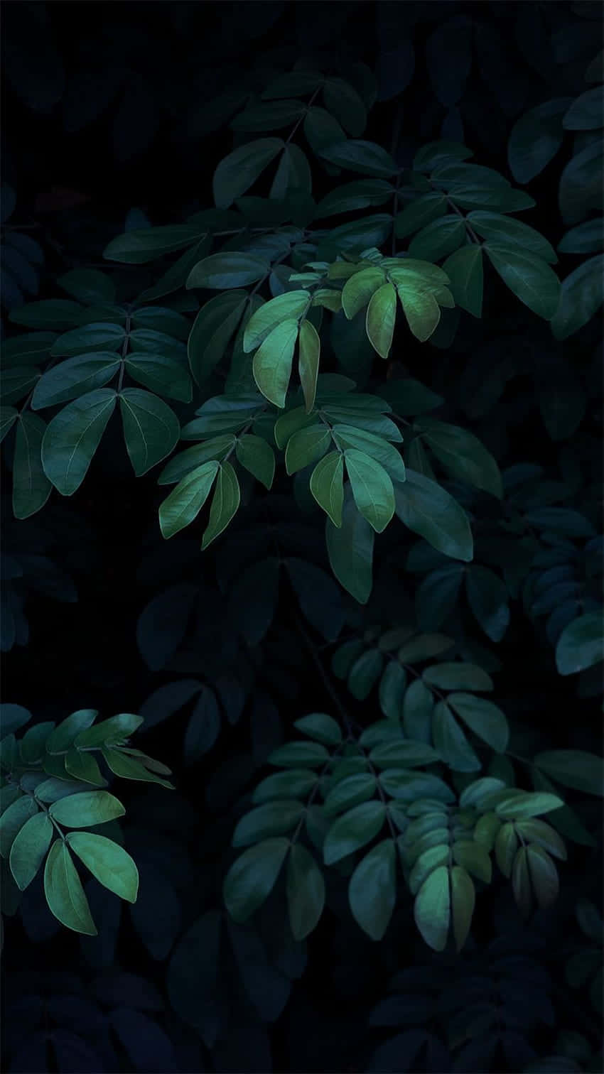 Enmörk Skog Med Gröna Löv