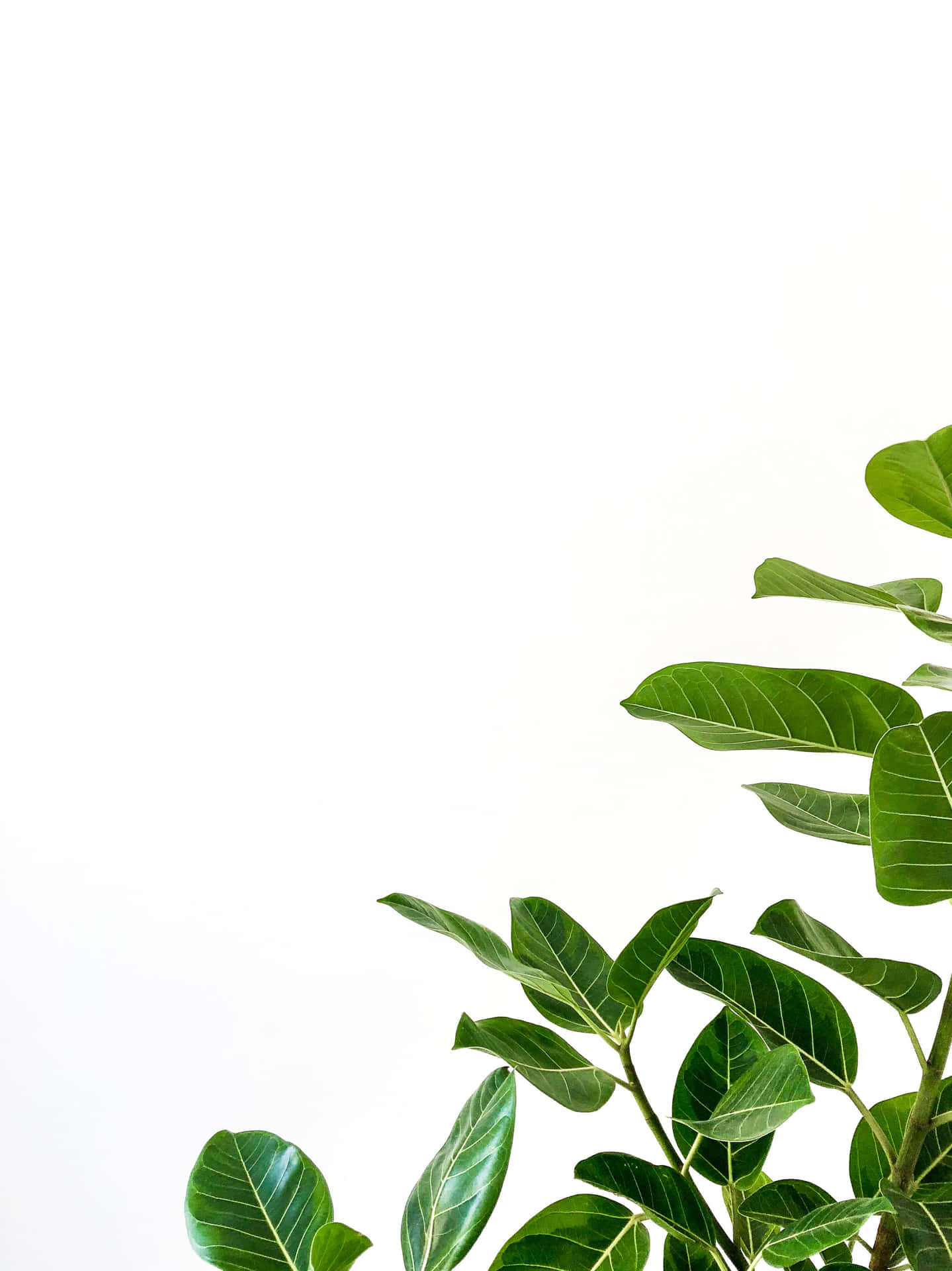 a plant with leaves on a white background