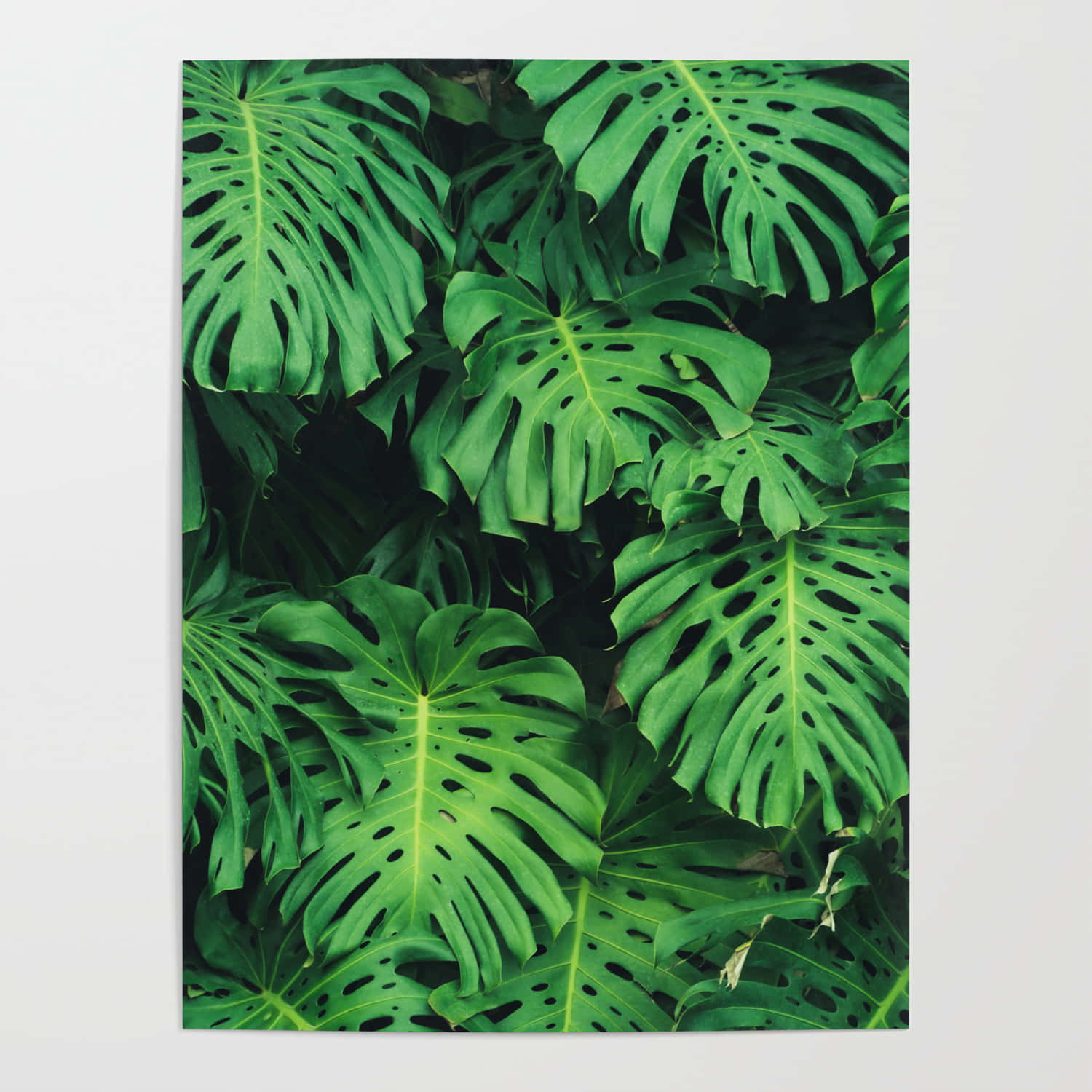 Catch a glimpse of nature's beauty with this vivid aesthetic leaf background!