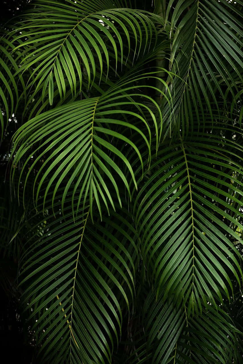 A Close Up Of A Palm Tree With Leaves