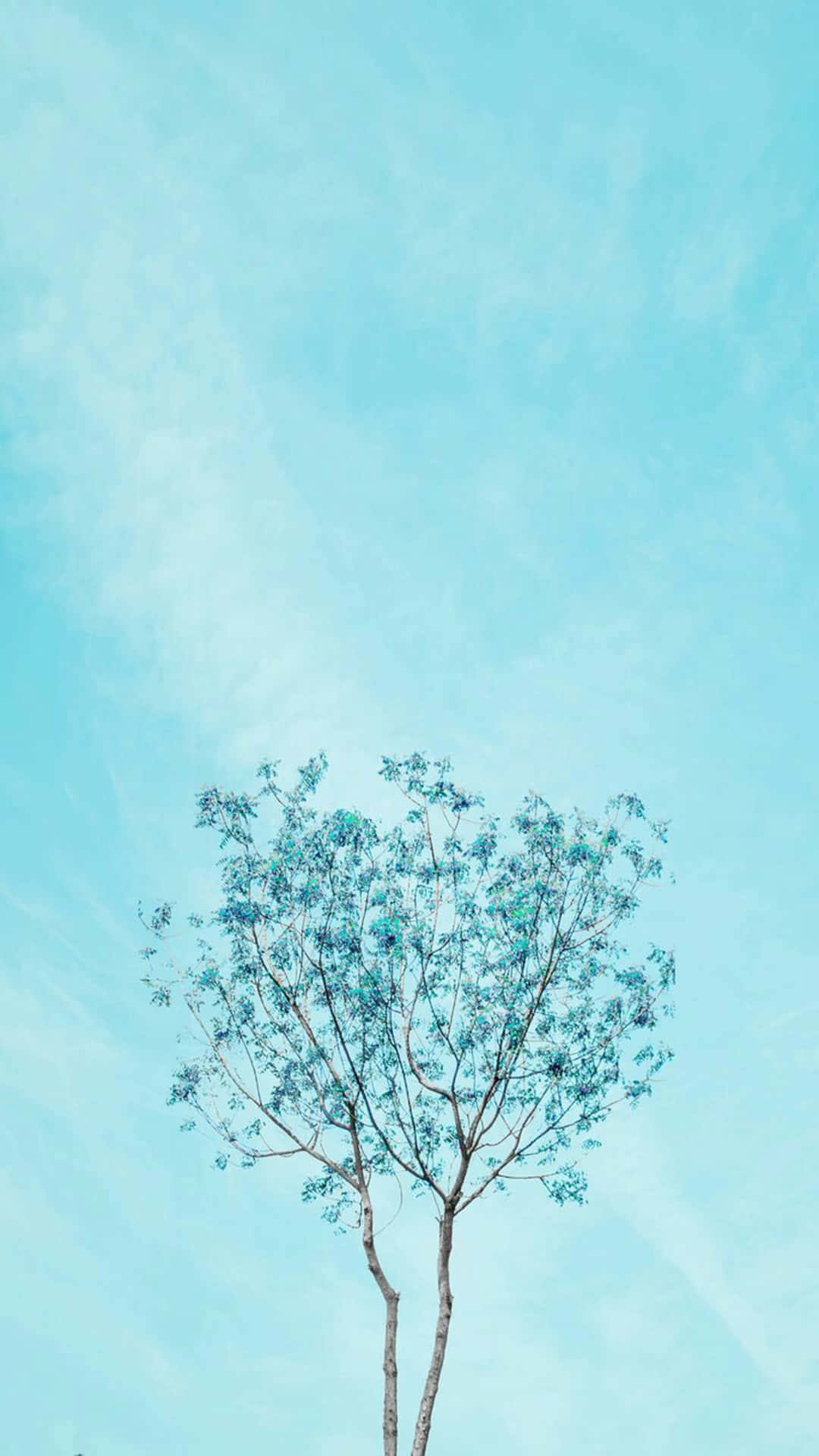 Aesthetic Light Blue Thin Tree Wallpaper